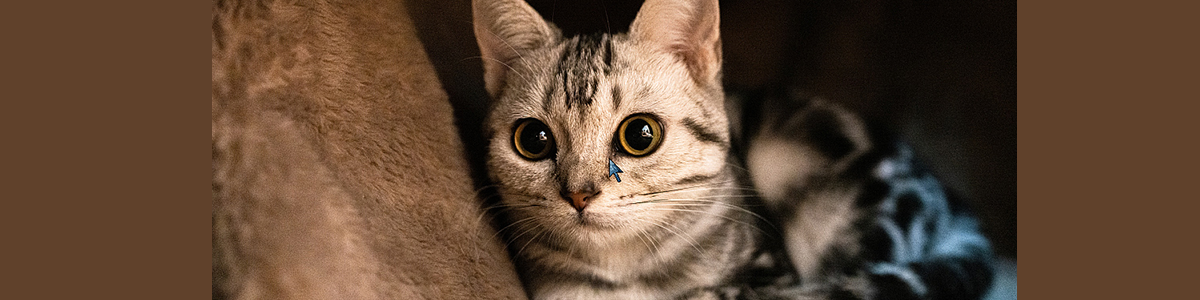 Kitten Cam