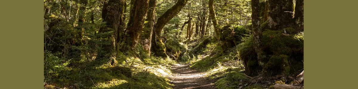 Getting Back To Nature: How "Forest Bathing" Can Make Us Feel Better