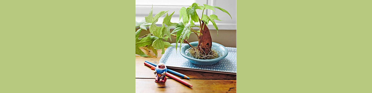 Gardening With Kids: Plant an Odds-and-Ends Garden