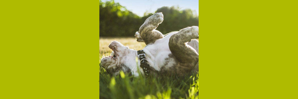Exactly How to Find Joy Today – and Every Day