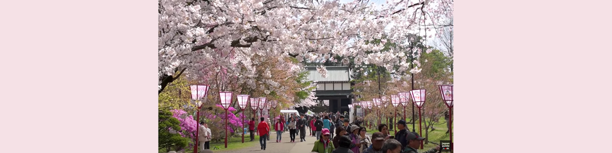 A Visual Tour Of Cherry Blossom Season In Japan