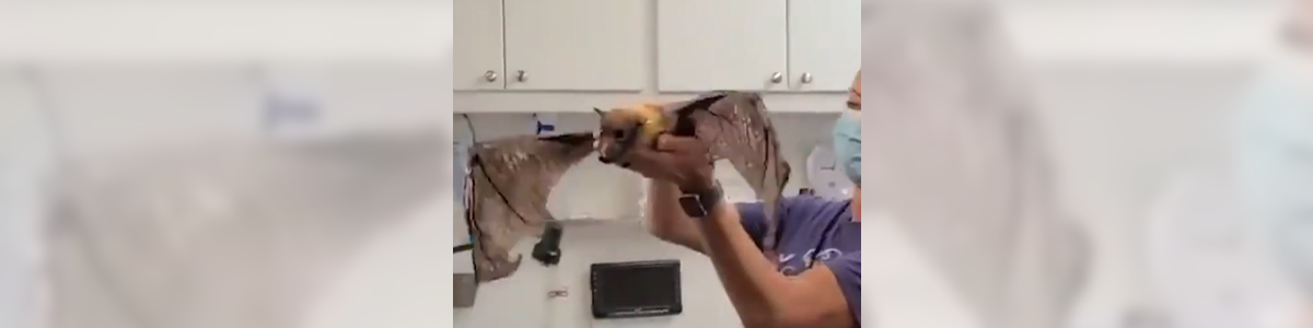 33 Year-Old Bat Loves Going On His Morning 'Flights'