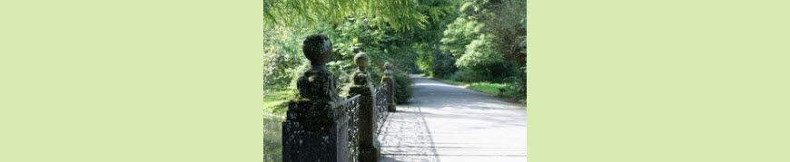 The Mental Health Benefits of Taking a Walk