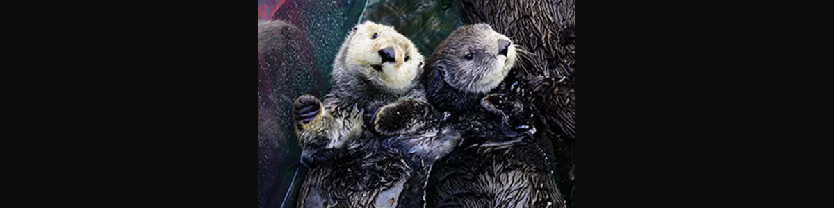 Monterey Bay Aquarium: Live Streams