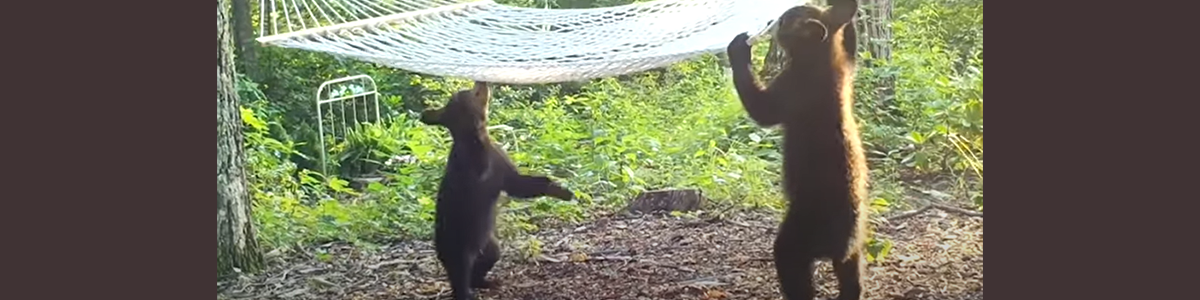 Woman Buys New Hammock For Bear Family In Her Yard