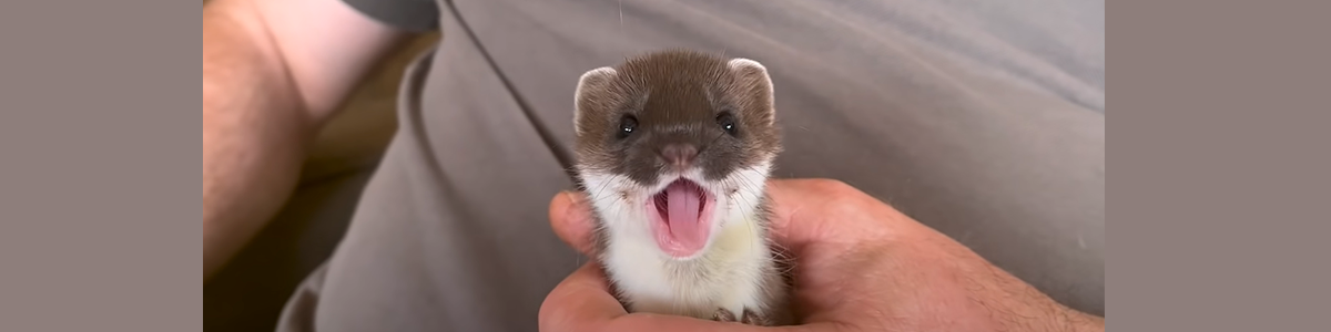 Tiny Baby Stoat Has The Best Reaction When She Meets Someone Like Her