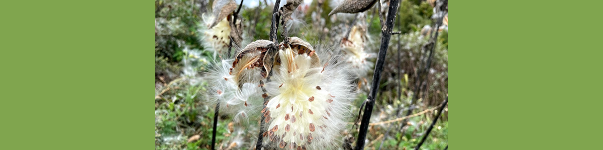 Song For Autumn, Poem By Mary Oliver