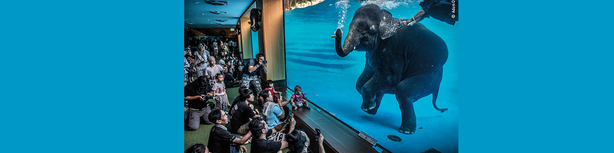 See The Winning Images From Wildlife Photographer Of The Year