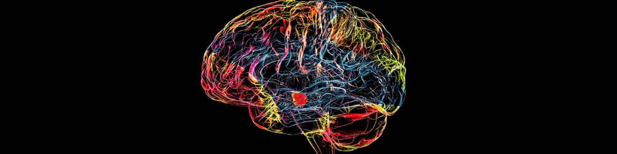 Why Are Some People Left-Handed? 
MRI Brain Scans Are Finally Revealing An Answer