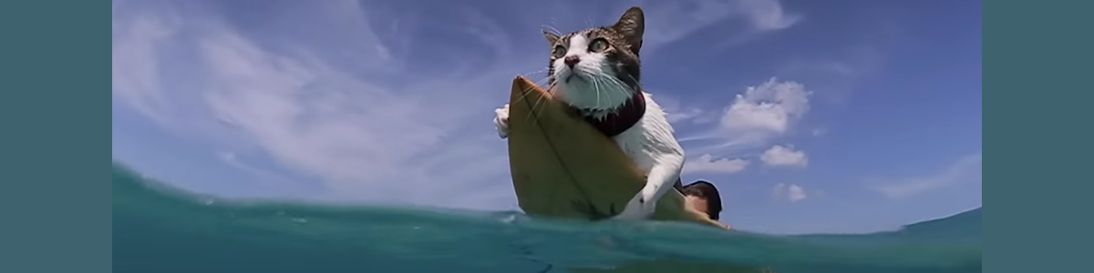 Hawaiian Cat Who Loves Surfing