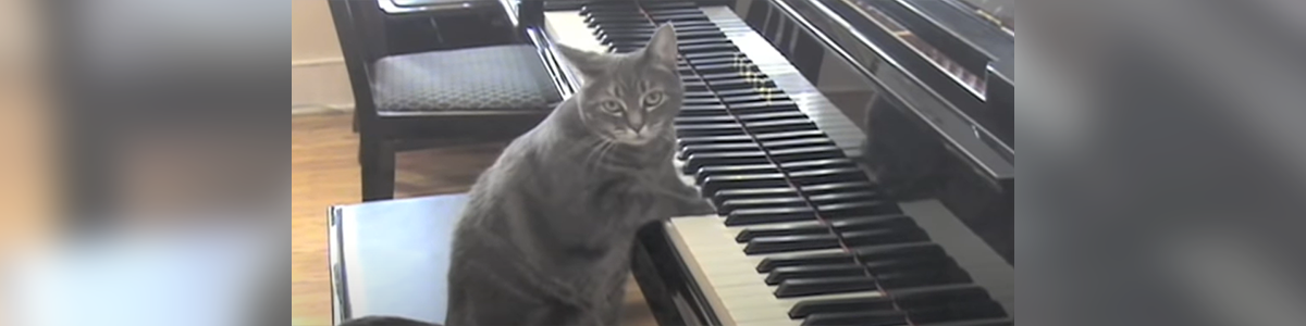 Catcerto, Featuring Nora The Piano Cat