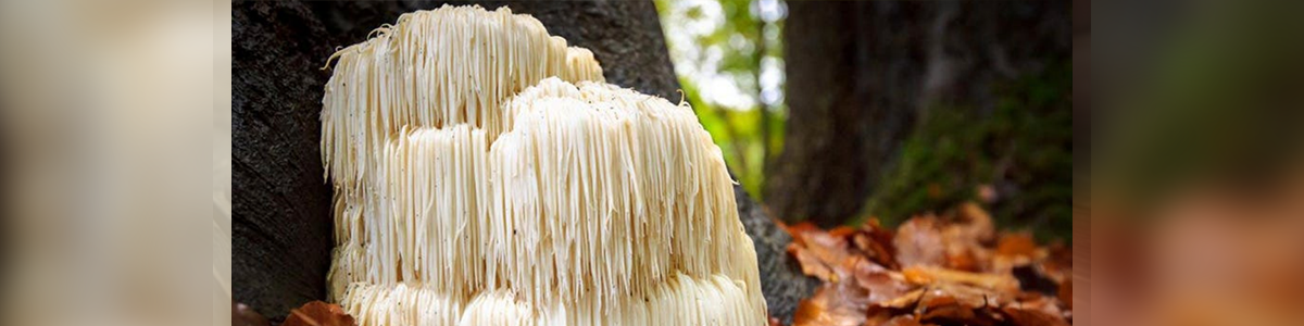 Health Benefits of Lion's Mane