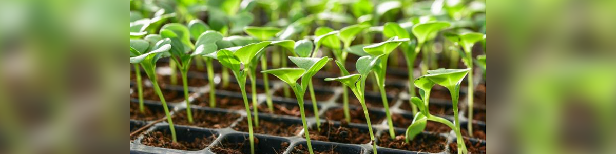 2023 Planting Calendar: When to Plant Vegetables