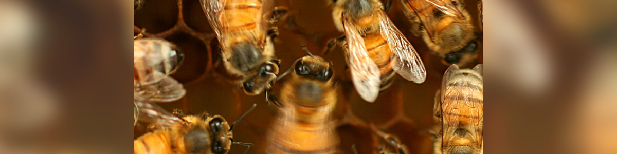 Honeybees Waggle To Communicate - But To Do It Well, They Need Dance Lessons