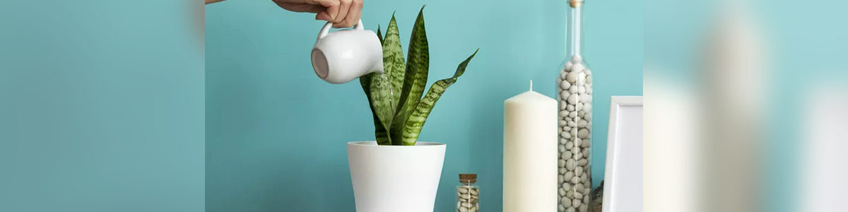 9 Best Houseplants for Beginner Plant Parents