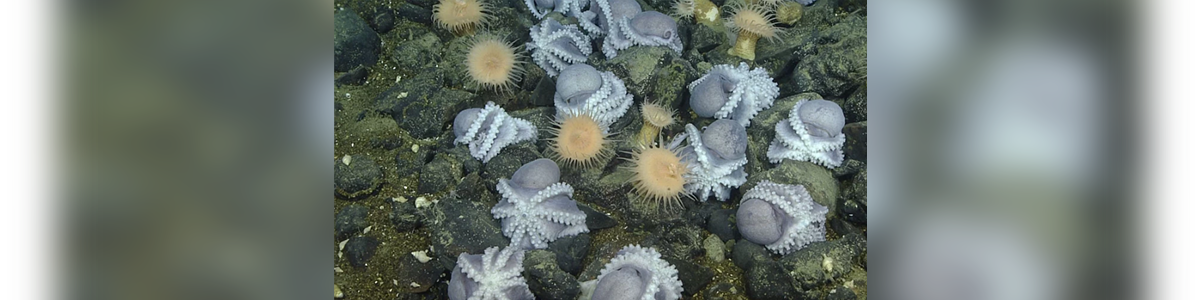 Scientists Discover An Actual 'Octopus Garden'