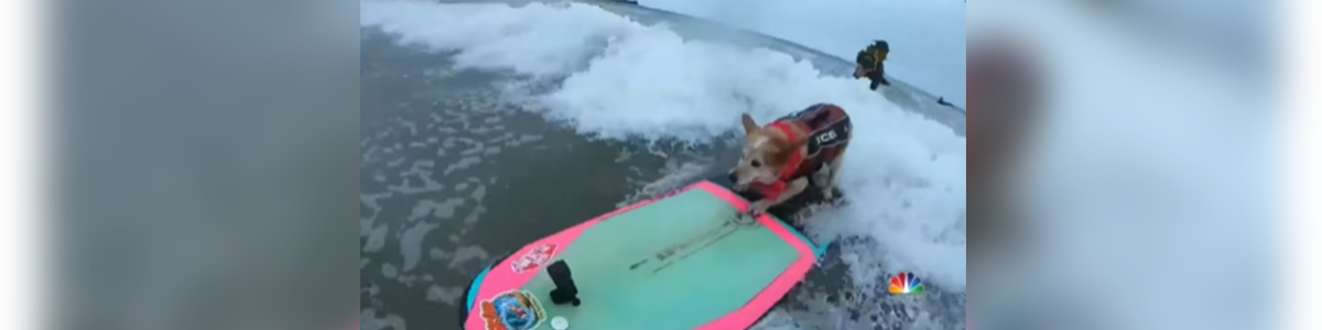 World Dog Surfing Championship