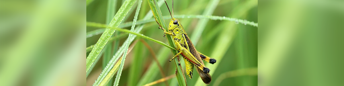 Tired Of Forgetting Names? Use The Grasshopper Trick to Remember Almost Everyone, Backed by Neuroscience