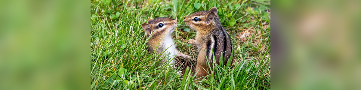 Moment Of Cute: Baby Animals