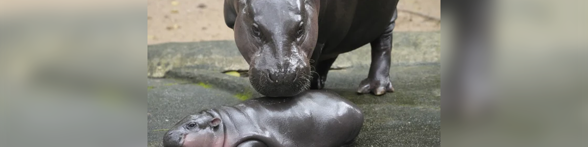 A Baby Pygmy Hippo Has Gone Viral — What to Know About Moo Deng